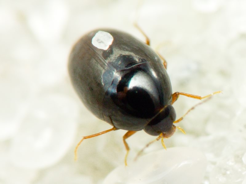 Scaphisoma agaricinum (Linnaeus, 1758)